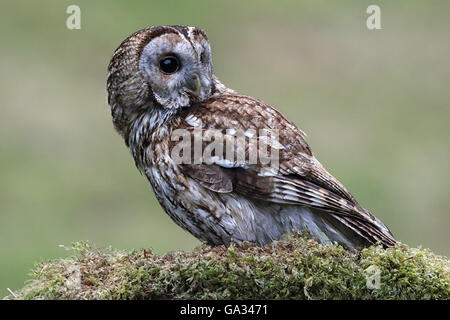 Allocco (Strix aluco) appollaiato su un albero di muschio filiale. Gli uccelli selvatici non è prigioniera. Preso in Scozia. Foto Stock