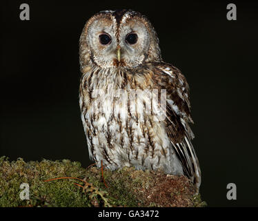 Allocco (Strix aluco) appollaiato su un albero di muschio filiale. Gli uccelli selvatici non è prigioniera. Preso in Scozia. Foto Stock