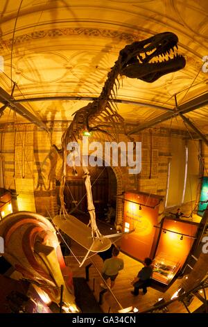 Galleria di Dinosauri, Museo di Storia Naturale di South Kensington, London, England, Regno Unito Foto Stock