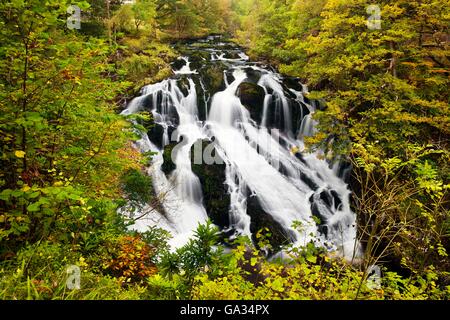 BretSwallow cade in autunno, vicino Betwys-y-Coed, sul fiume Llugwy, Conwy, Galles, UK, Regno Unito, GB Gran Bretagna, Europa Foto Stock