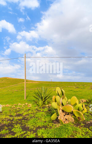 Verde campo di allevamento sulle colline, Lanzarote, Spagna Foto Stock