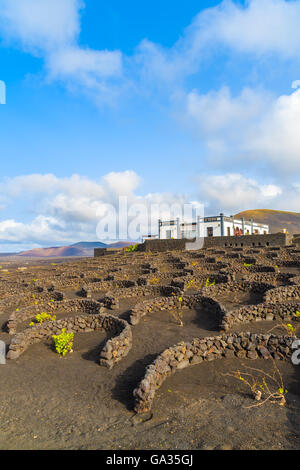 I vigneti di La Geria, Lanzarote, Isole Canarie, Spagna Foto Stock