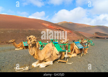 Cammelli nel Parco Nazionale di Timanfaya in attesa per i turisti, Lanzarote, Isole Canarie, Spagna Foto Stock