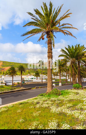 Strada fiancheggiata da palme di Haria villaggio di montagna, Lanzarote, Isole Canarie, Spagna Foto Stock