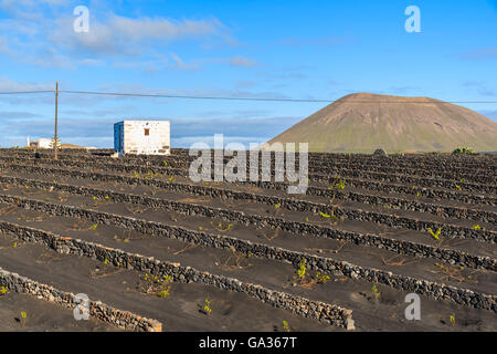 Tipica Canaria casa nella valle del vino di Geria, Lanzarote, Isole Canarie, Spagna Foto Stock