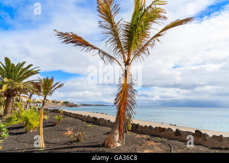 Alberi di palma tropicali su Playa Blanca passeggiata costiera lungo l'oceano, Lanzarote, Isole Canarie, Spagna Foto Stock