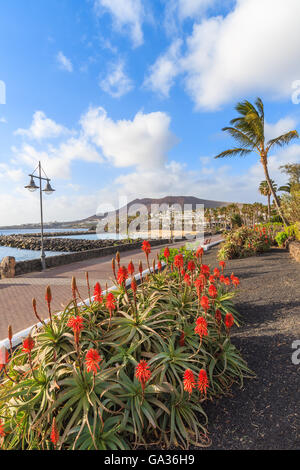 Fiori tropicali sulla passeggiata costiera lungo l'oceano in Playa Blanca Holiday town, Lanzarote, Isole Canarie, Spagna Foto Stock