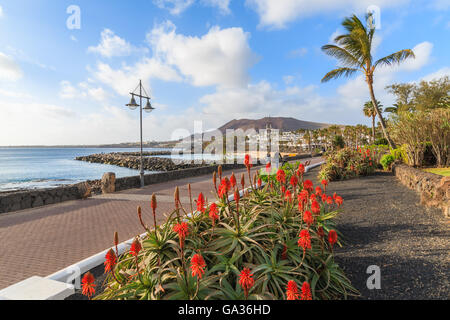 Fiori tropicali sulla passeggiata costiera lungo l'oceano in Playa Blanca Holiday town, Lanzarote, Isole Canarie, Spagna Foto Stock