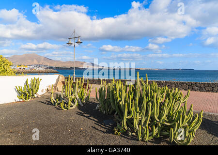 Verde cactus sulla passeggiata costiera lungo l'oceano in Playa Blanca, Lanzarote, Isole Canarie, Spagna Foto Stock