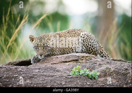 Giovani Leopard (Panthera pardus), il Parco Nazionale del Serengeti Foto Stock