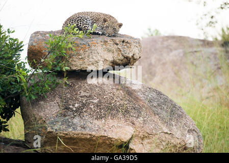 Giovani Leopard (Panthera pardus), il Parco Nazionale del Serengeti Foto Stock