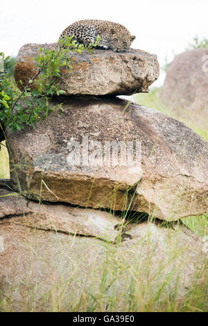 Giovani Leopard (Panthera pardus), il Parco Nazionale del Serengeti Foto Stock
