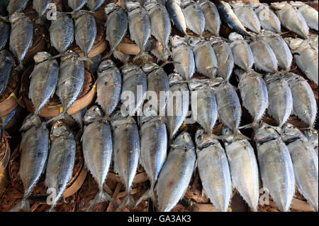 I pesci sul mercato Thewet in Banglamphu nella città di Bangkok in Thailandia in Southeastasia. Foto Stock