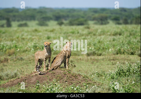 Due fratelli ghepardo seduto su un tumulo termite (Acinonyx jubatus), il Parco Nazionale del Serengeti, Tanzania Foto Stock