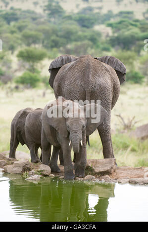 Elefante africano (Loxodonta africana africana) bere in corrispondenza di un foro per l'acqua, Parco Nazionale del Serengeti, Tanzania Foto Stock