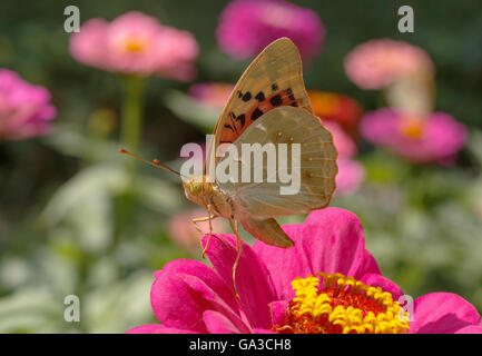 Il Cardinale farfalla posata su zinnia fiore Foto Stock