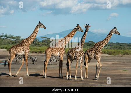 Maasai giraffe (Giraffa camelopardalis tippelskirchi) con il cratere di Ngorongoro in background, Serengeti National Park, Ta Foto Stock