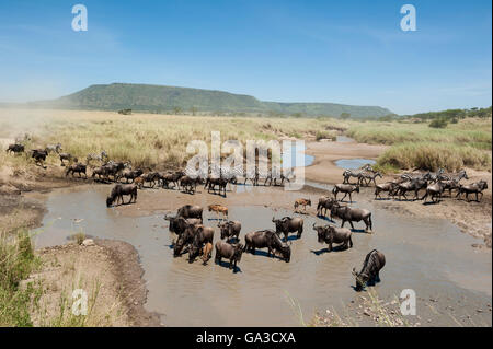Blue GNU (Connochaetes taurinus) con vitelli di migrazione, Serengeti National Park, Tanzania Foto Stock