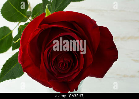 Primavera estate fresca red rose fiori di colore bianco su uno sfondo di legno. La festa della mamma i saluti. Auguri di compleanno. Messa a fuoco selettiva Foto Stock