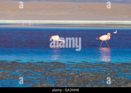 Gruppo di fenicotteri rosa in acqua colorata di 'Laguna Colorada' (multicolore lago salato), tra i più importanti de Viaggio Foto Stock