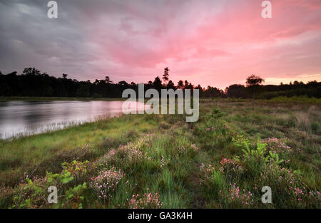 Viola alba sul lago selvaggio e fioritura heather nei dintorni in estate Foto Stock