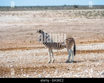 La Burchell Zebra (Equus quagga burchellii), Okaukuejo, il Parco Nazionale di Etosha, Namibia Foto Stock