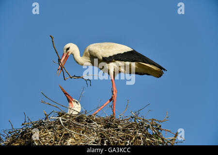 Cicogna bianca (Ciconia ciconia), coppia costruire il nido, Baden-Württemberg, Germania Foto Stock