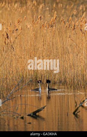 Una coppia di svassi (Podiceps cristatus), di corteggiamento Foto Stock