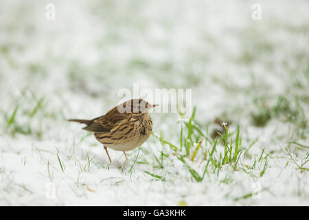 Meadow pipit (Anthus pratensis) sulla coperta di neve erba Foto Stock