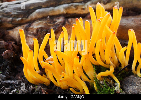 Un intrico di Stagshorn o gelatina di fungo di corna (Calocera viscosa) Foto Stock