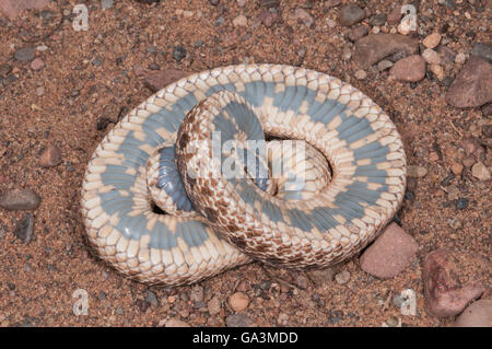 Western hognose snake, Heterodon nasicus nasicus, posteriore-fanged serpente velenoso, nativo per il sud del Canada, USA, Messico Foto Stock