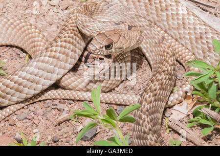 Western coachwhip, Masticophis flagello testaceus, snake nativi a Sud degli Stati Uniti e del Messico Foto Stock