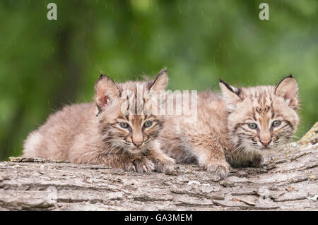 Bobcat gattino, Lynx (Felis) rufus, 8 settimane di età, varia dal sud del Canada a nord del Messico Foto Stock