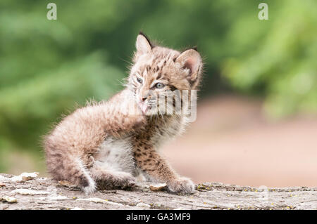 Bobcat gattino, Lynx (Felis) rufus, 8 settimane di età, varia dal sud del Canada a nord del Messico Foto Stock