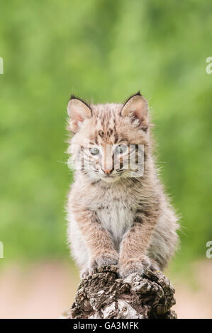 Bobcat gattino, Lynx (Felis) rufus, 8 settimane di età, varia dal sud del Canada a nord del Messico Foto Stock