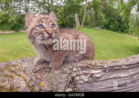 Bobcat gattino, Lynx (Felis) rufus, 8 settimane di età, varia dal sud del Canada a nord del Messico Foto Stock