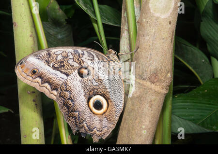 Gigante farfalla civetta, Caligo Idomeneo, La Selva, Rio Napo. Ecuador Foto Stock
