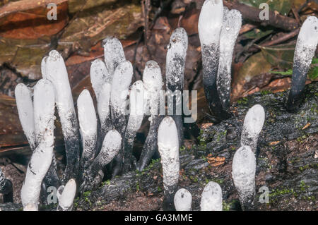 L'uomo morto con le dita, Xylaria specie, la Selva, Rio Napo, Ecuador Foto Stock