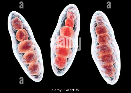 Computer illustrazione di Trichophyton mentagrophytes, la causa del piede d'atleta (tinea pedis) e cuoio capelluto tigna (tinea capitus). Entrambi questi pelle contagiosa di diffusione delle infezioni da fungo di spore (rosso). T. mentagrophytes è una di molte specie di funghi che possono crescere nella pelle umana, causando infiammazione e prurito. Il piede d'atleta e tigna sono trattati con farmaci antifungini. Visto qui sono macroconidia (multi-corpi cellulari contenenti le spore). Foto Stock