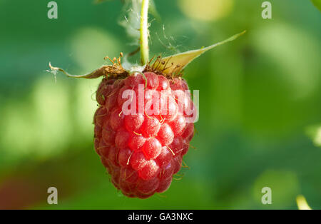 La fotografia macro di lamponi maturi in presenza di luce solare Foto Stock