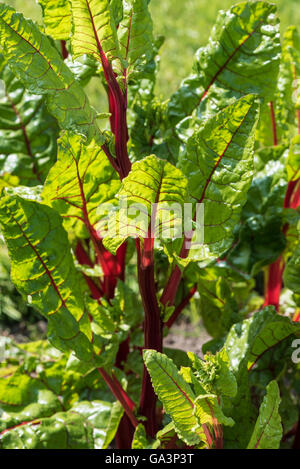 Chard (Beta vulgaris cicla.) Foto Stock