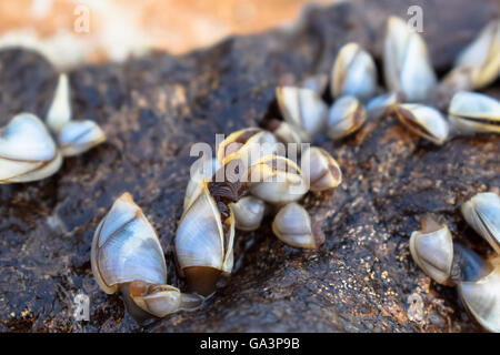 Close up di cozze su una roccia Foto Stock