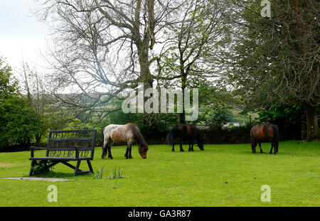 Dartmoor pony di pascolare su verde a Widecombe-in-Moor con la chiesa in background Foto Stock