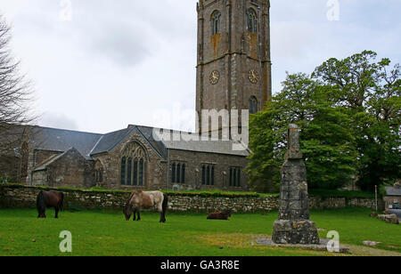 Dartmoor pony di pascolare su verde a Widecombe-in-Moor con la chiesa in background Foto Stock