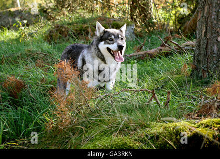 Elkhound svedese Foto Stock
