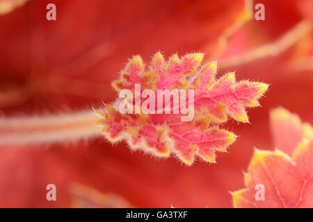 Heuchera "delta Dawn' allume root campane di corallo molla fogliame Aprile Foto Stock