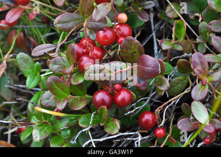 Mirtilli rossi maturi. Cespugli di mirtilli rossi in tarda estate sulla penisola di Taimyr. Foto Stock