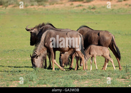 Piccolo gruppo di blu GNU (Connochaetes taurinus) il pascolo, il Kalahari, Sud Africa Foto Stock