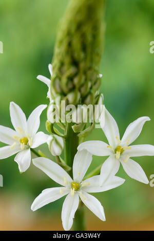 Ornithogalum magnum Star di Betlemme Starflower gigante può Foto Stock