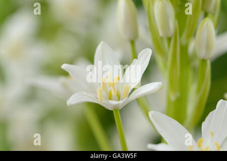 Ornithogalum magnum Star di Betlemme Starflower gigante Giugno Foto Stock